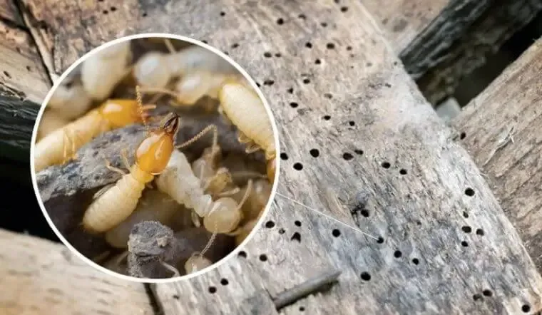 Mối thợ gặm gỗ mang thức ăn về đàn